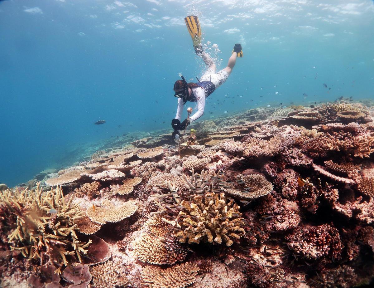 Un buceadora réalise des médicaments pour une arrestation de corail.