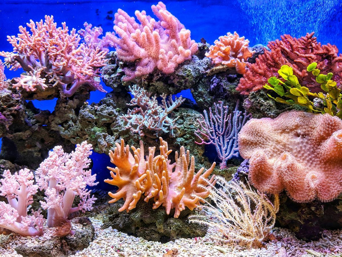Arrecife de corail au Vietnam.