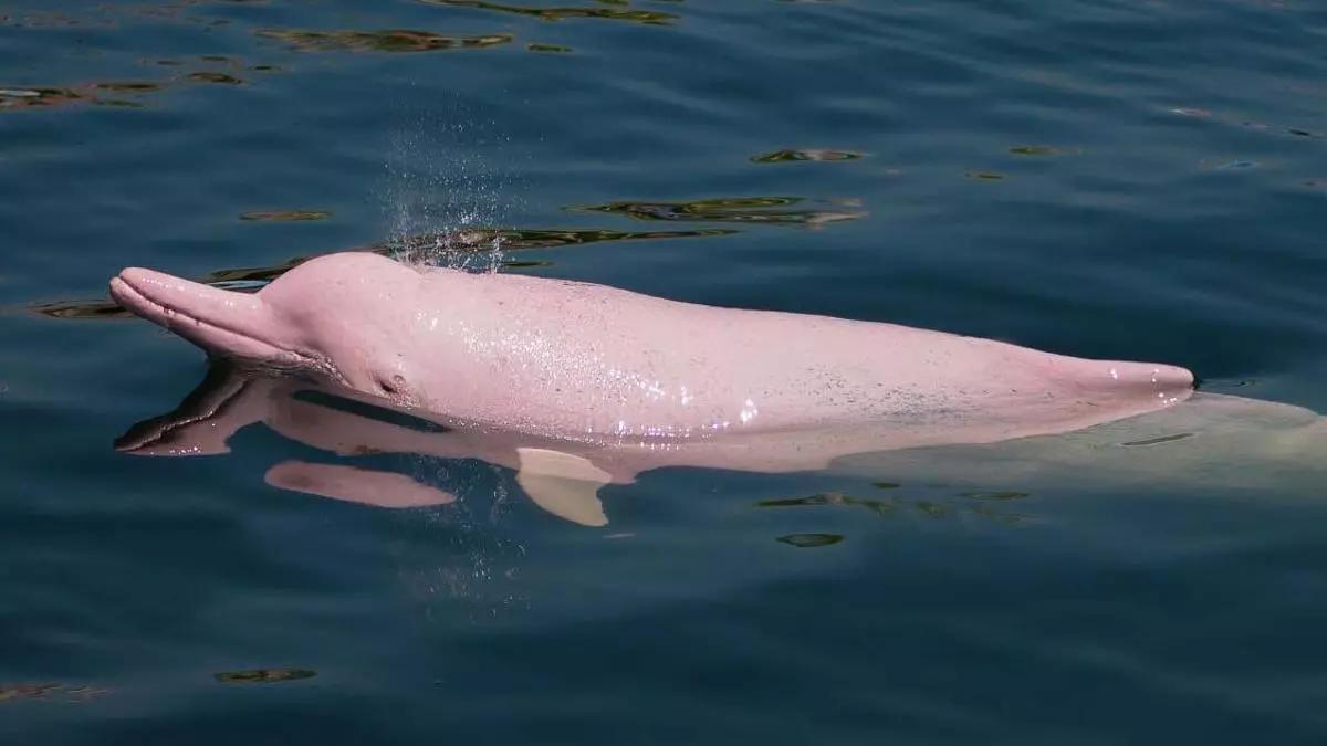 Exemple de Delfin Rose, en danger d'extinction due au réchauffement climatique mondial et aux catastrophes naturelles.