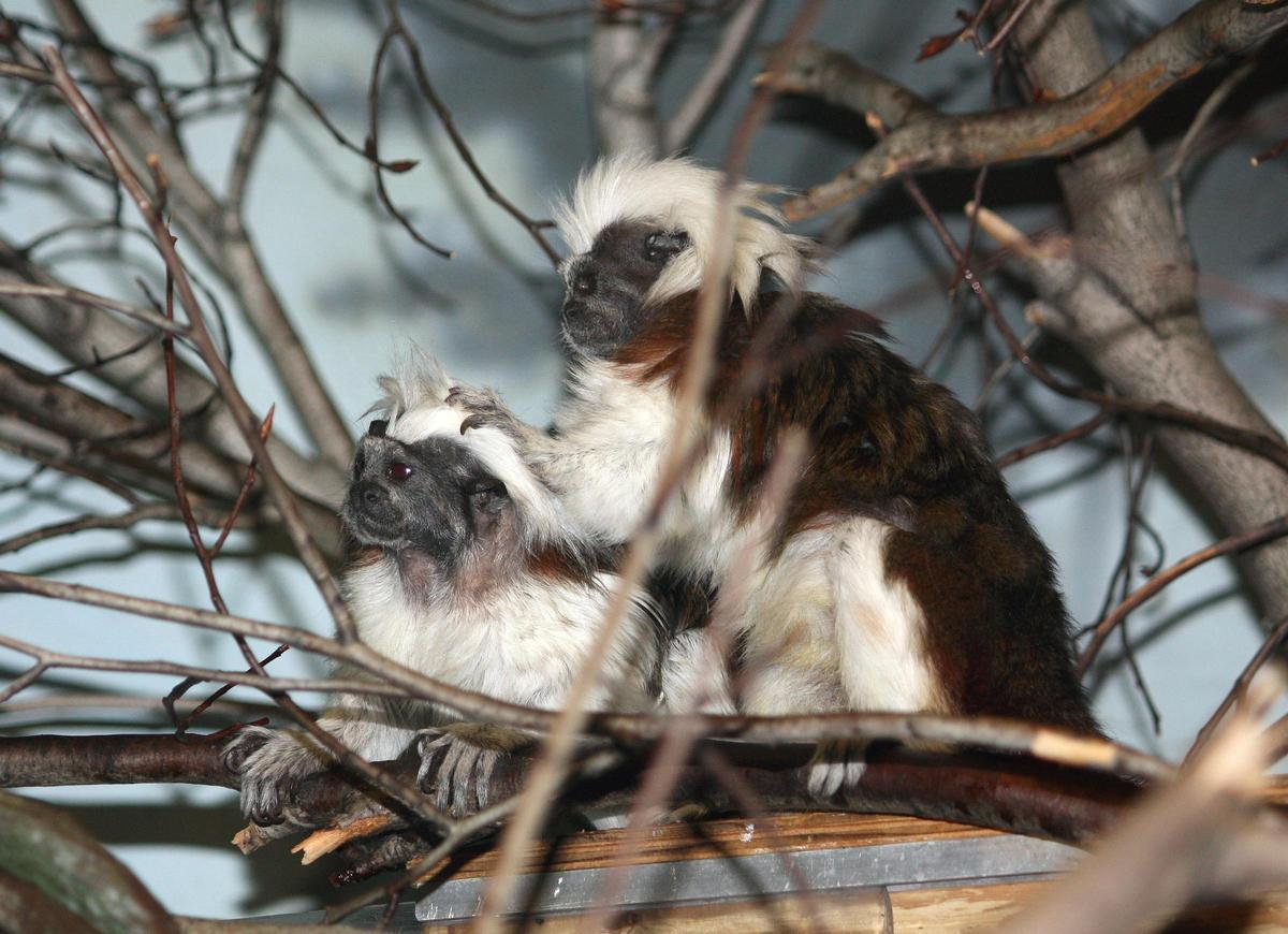 Deux titis cabeciblancos, espèce en danger par les catastrophes naturelles.