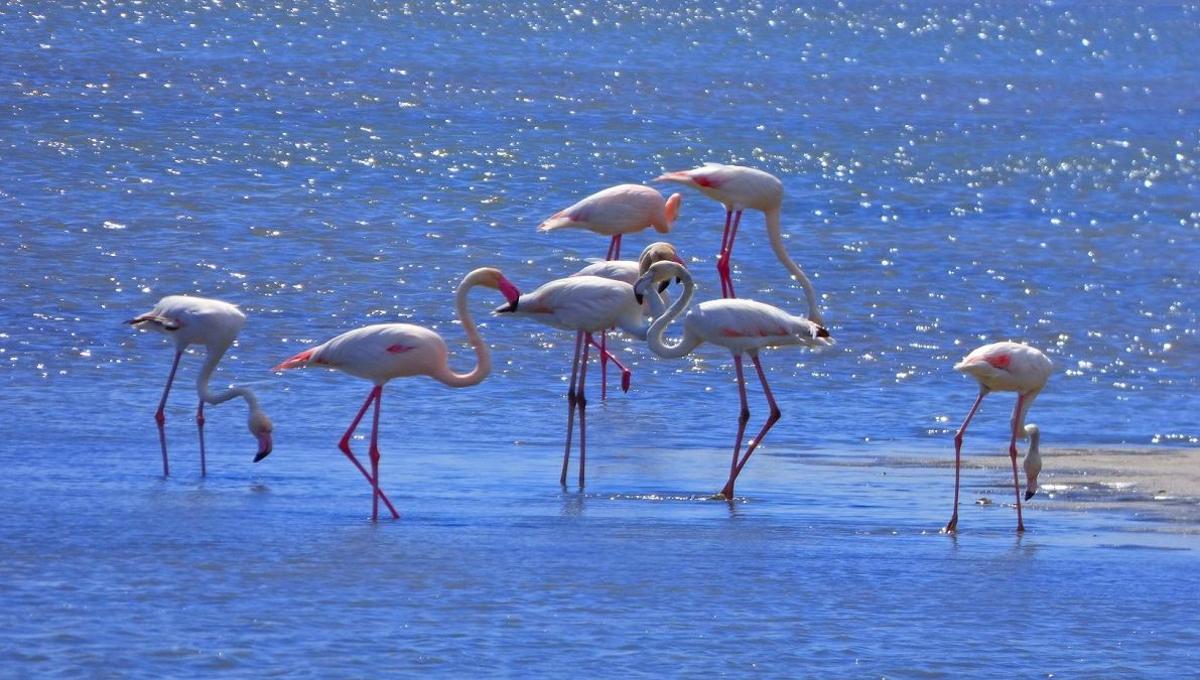 Flamencos à Doñana