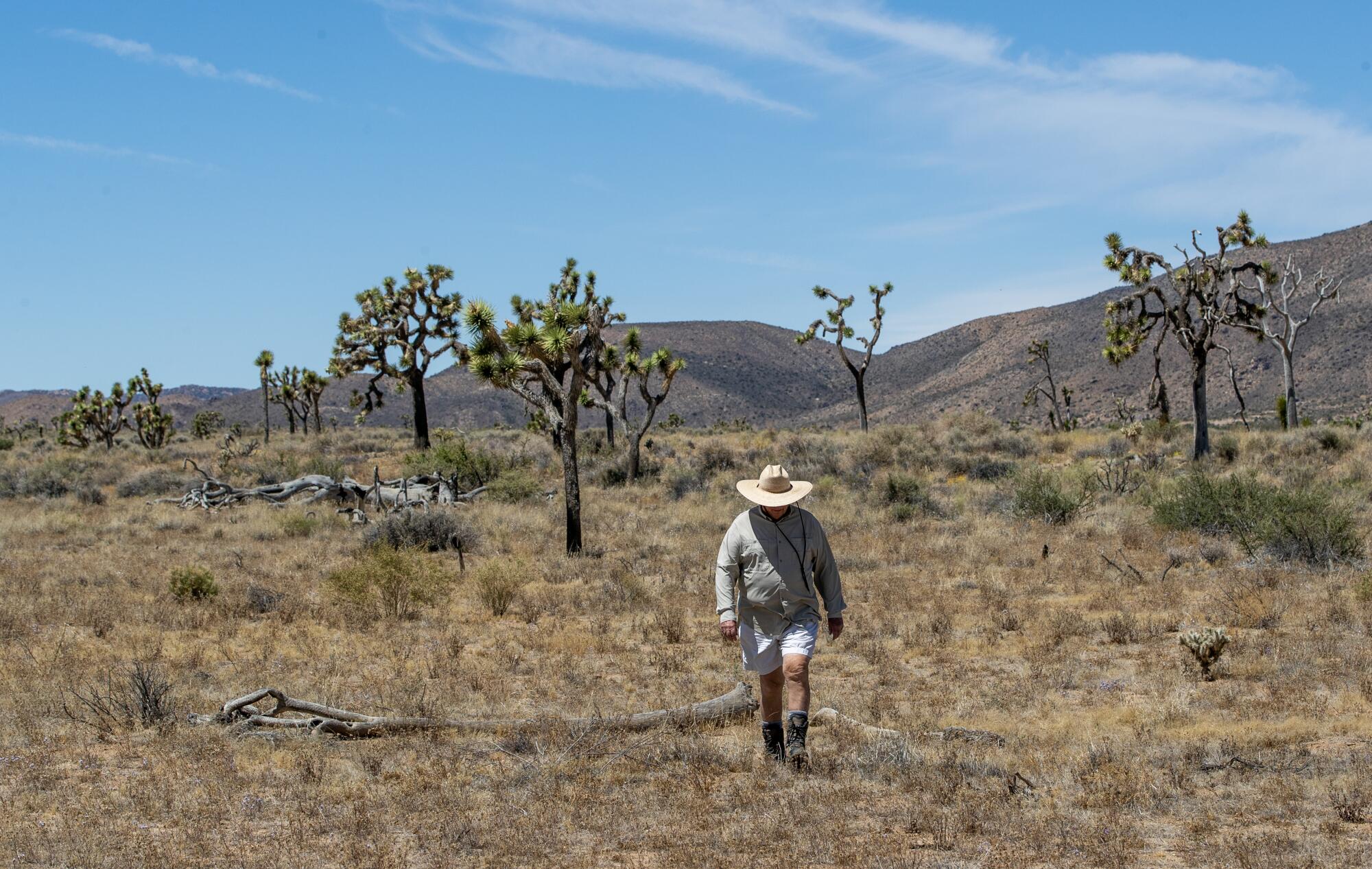 Un homme marche dans le désert tandis que des arbres de Josué s'élèvent en arrière-plan.