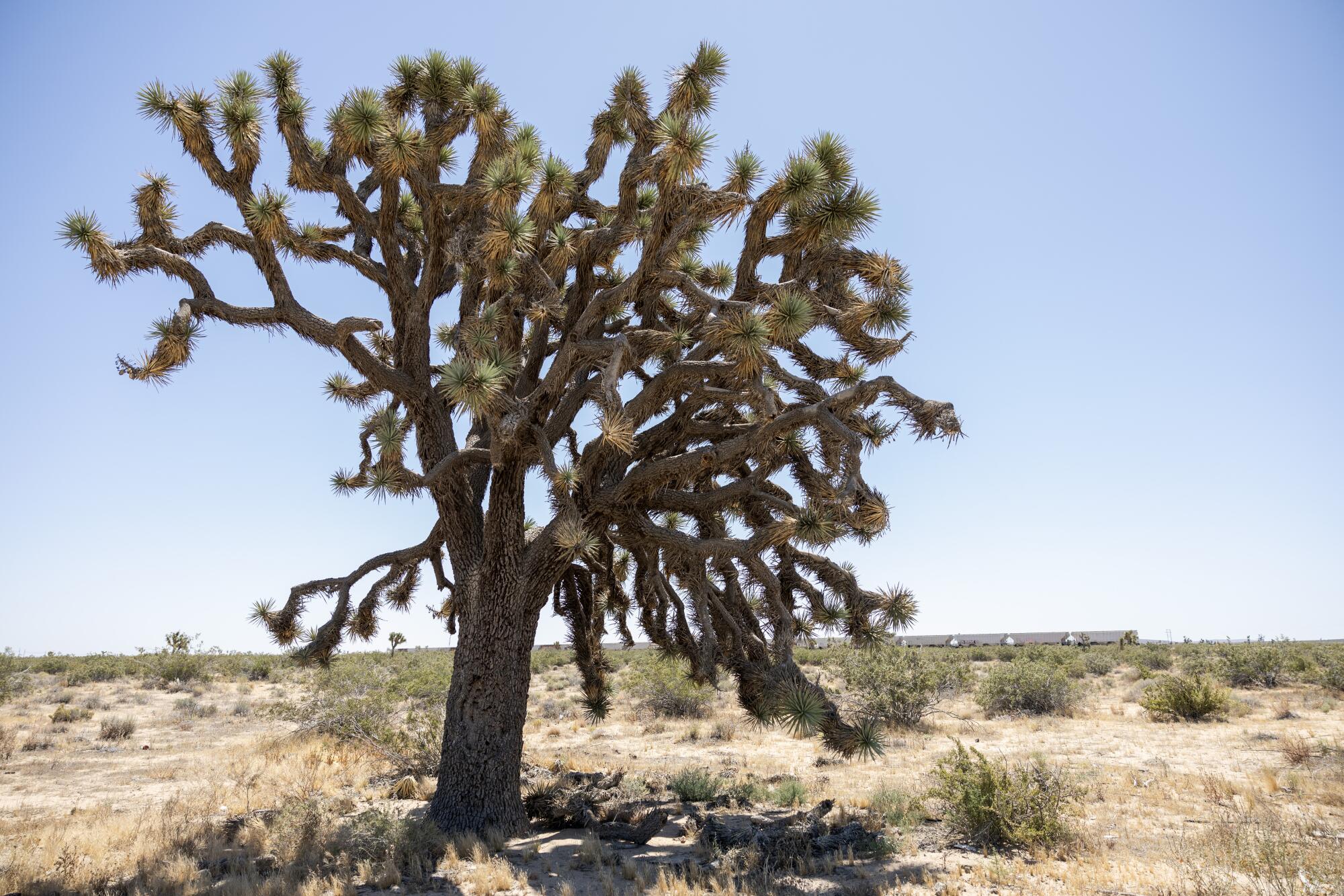 Un grand arbre de Josué s'élève d'un paysage désertique. 
