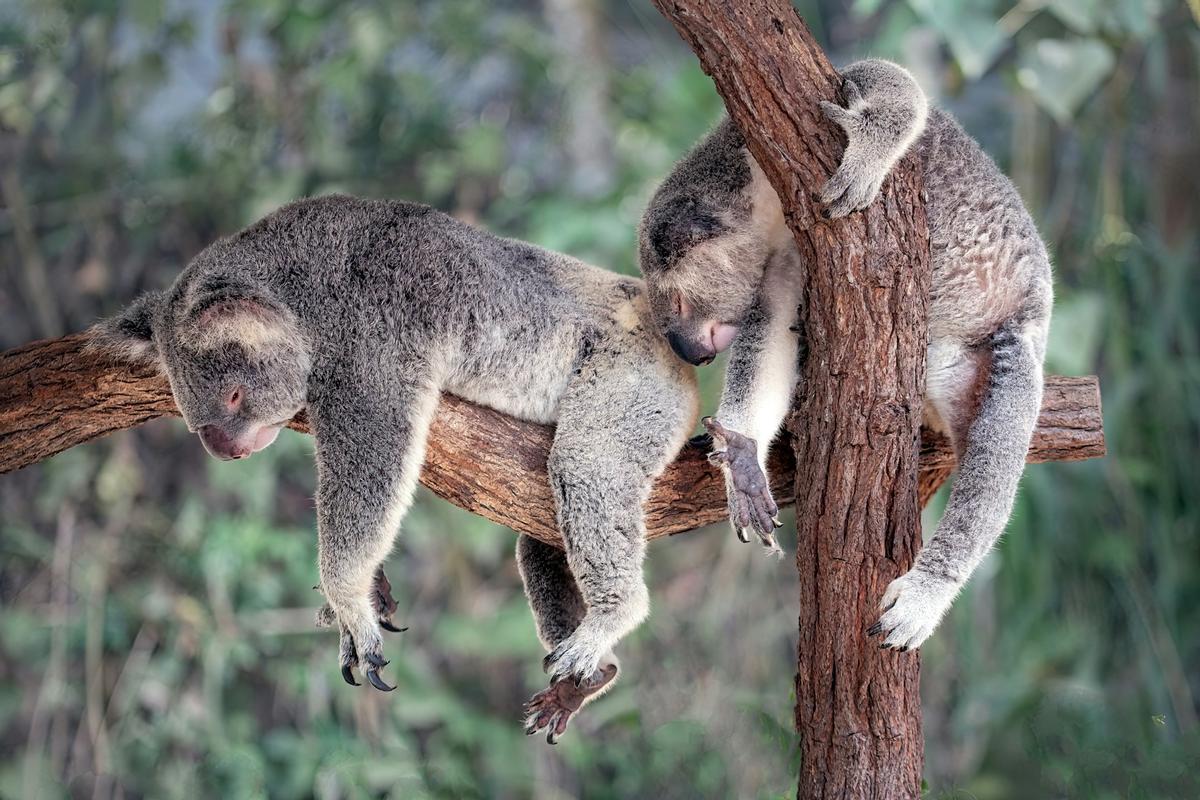 Deux koalas durmiendo.