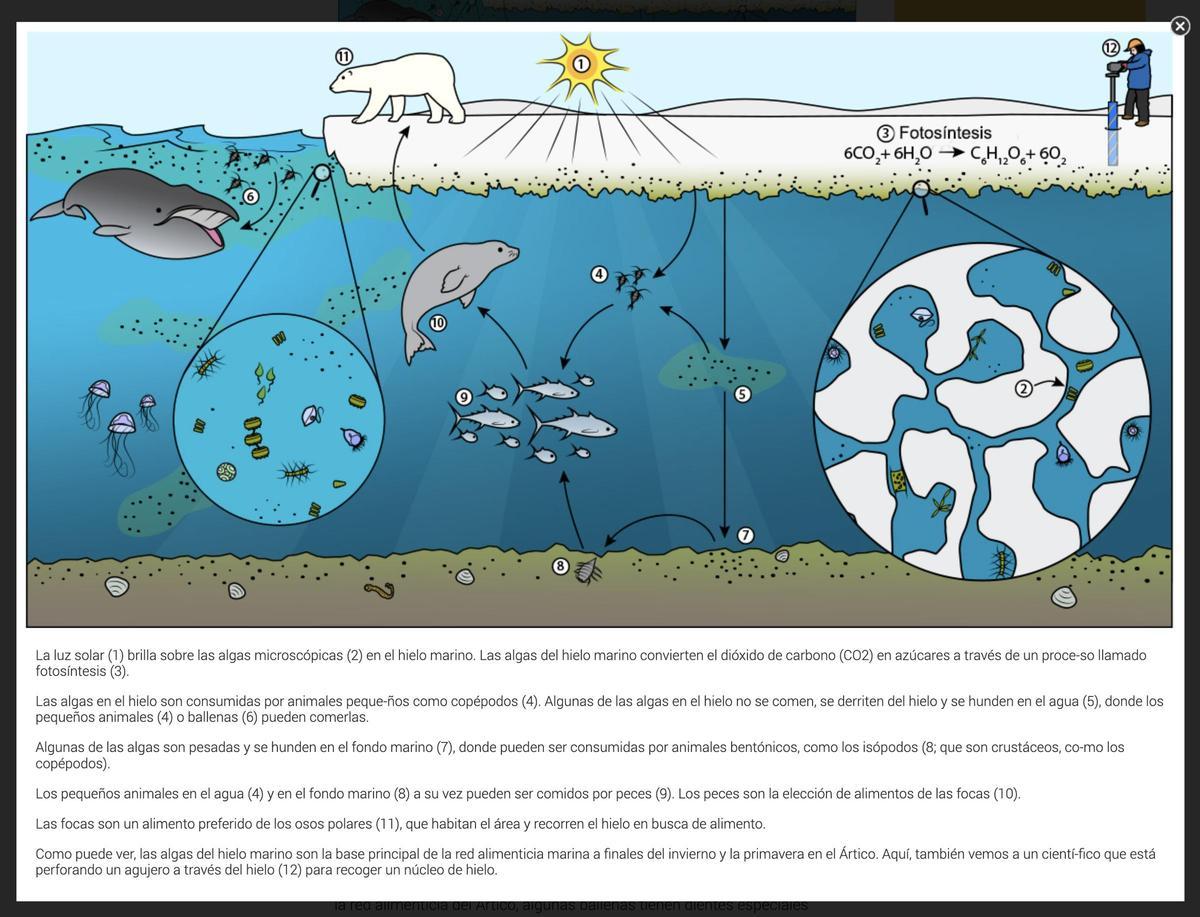 Écosystème arctique.