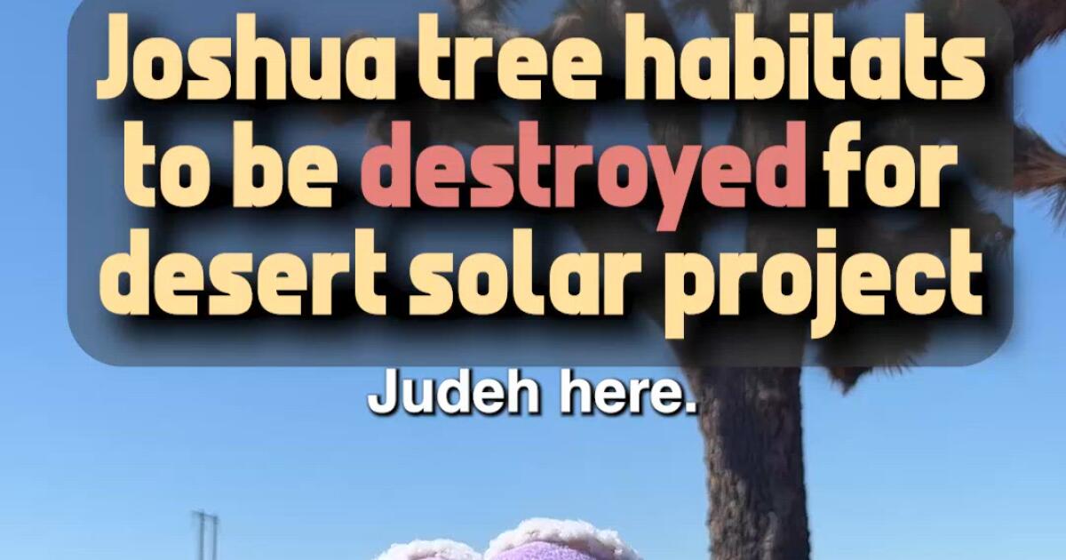 Comment la perte des arbres de Josué pourrait aider à les sauver à long terme