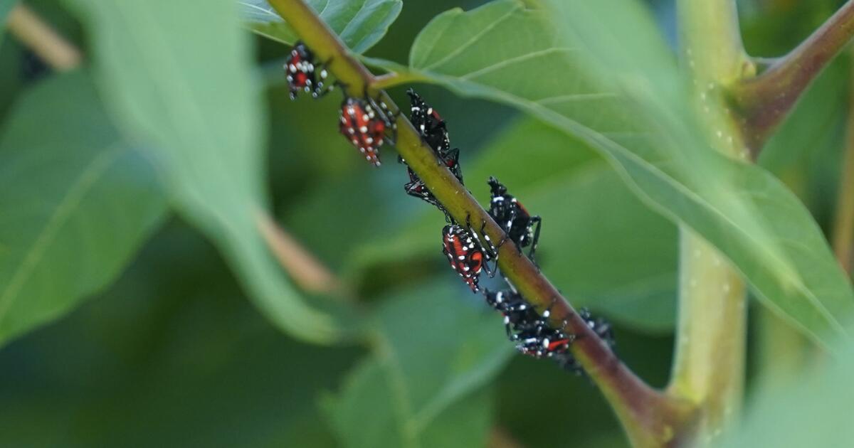 Des œufs de mouches tachetées découverts pour la première fois en Californie