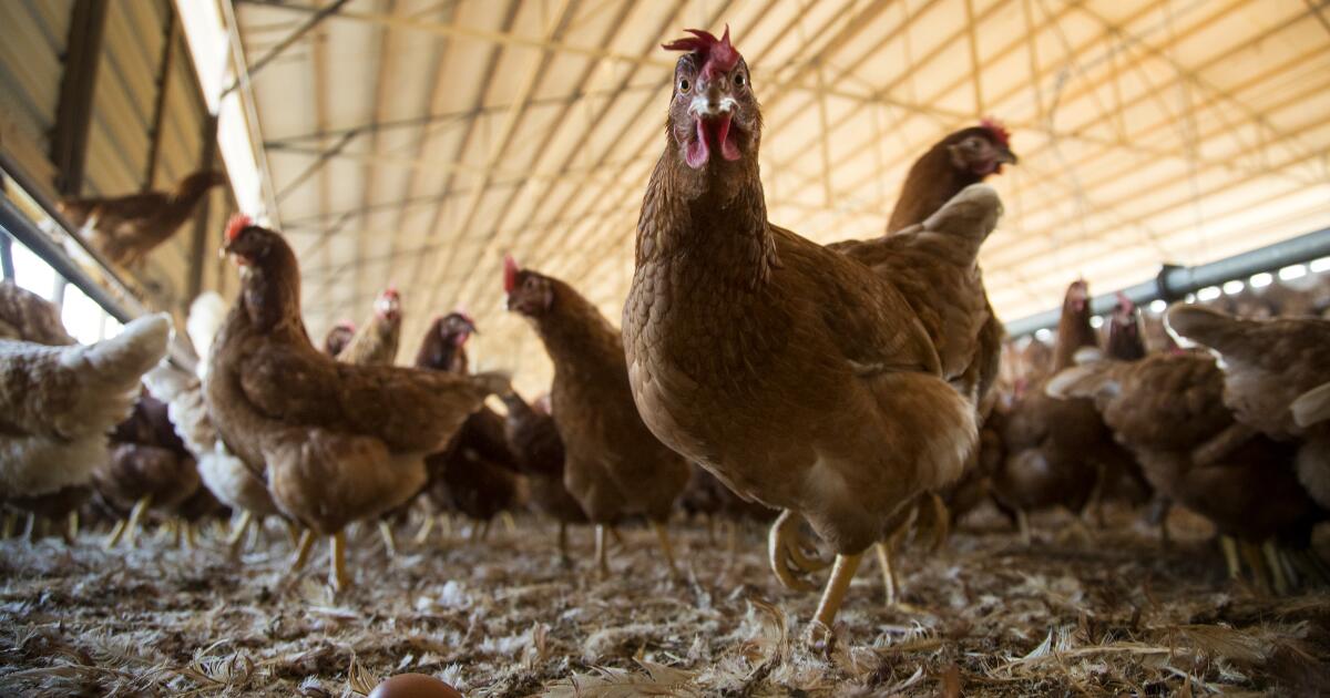 Grippe aviaire détectée dans les eaux usées et les poulets de San Francisco