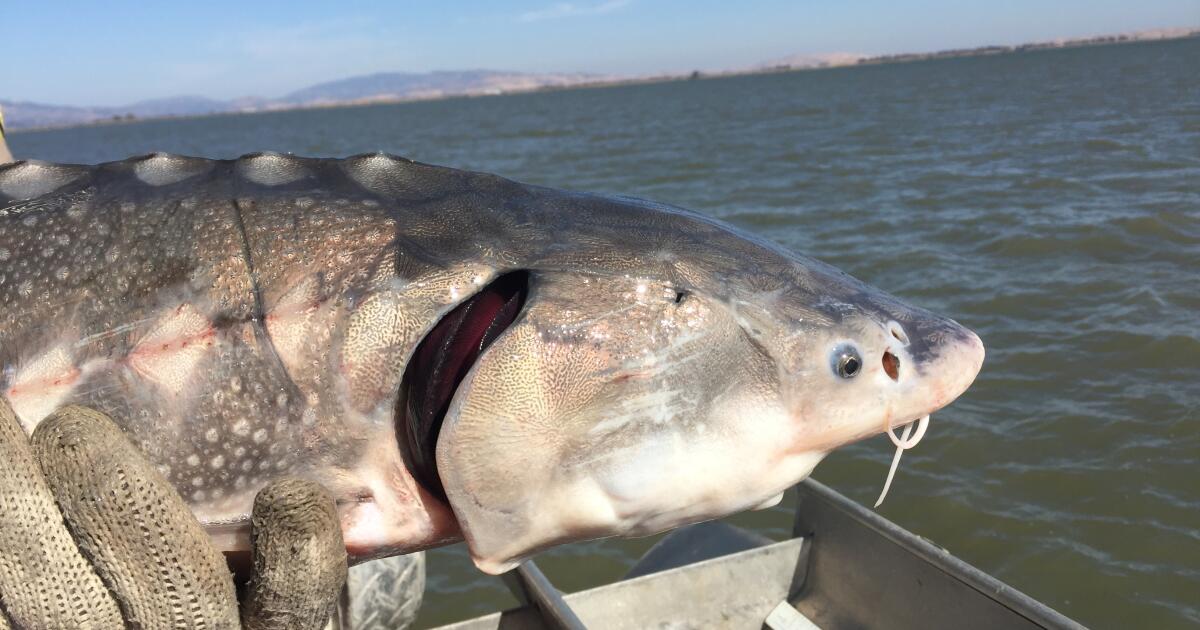 La Californie pourrait déclarer l'esturgeon blanc espèce menacée