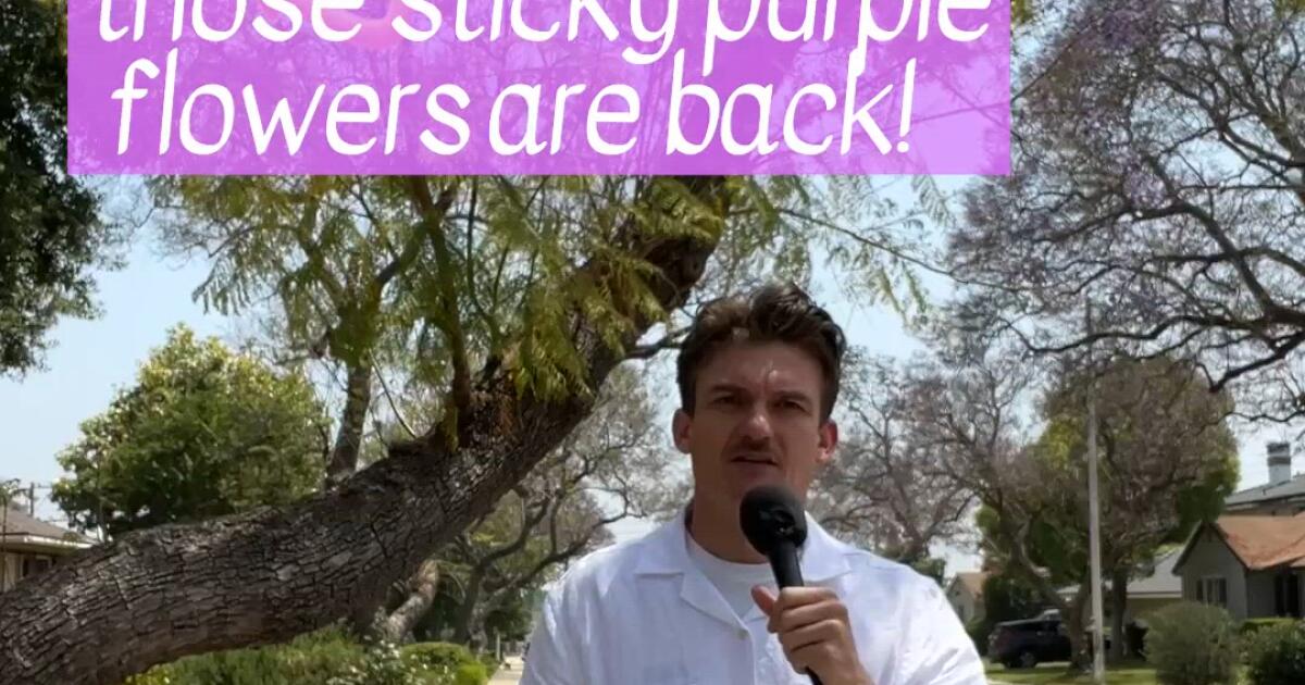 Les jacarandas sont en fleurs !  Connaissez-vous la personne à qui on attribue leur popularité en Californie ?