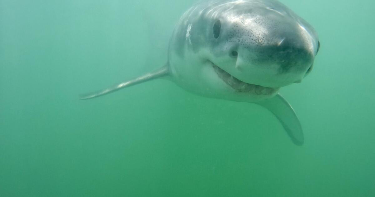 Photos : Ce requin sourit-il ?  Pourquoi les grands blancs sourient dans la baie de Monterey