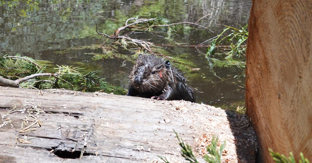Une tribu californienne accueille de nouveau les castors sur la rivière Tule après 100 ans