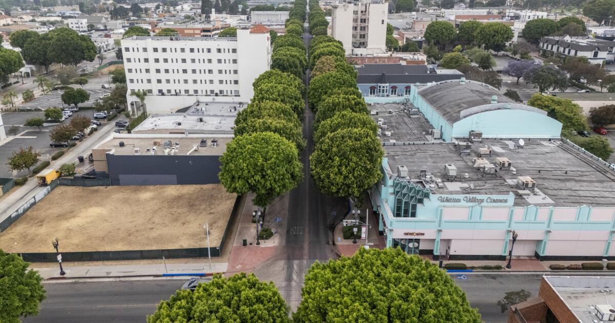 Whittier va supprimer 80 ficus pour stimuler son activité