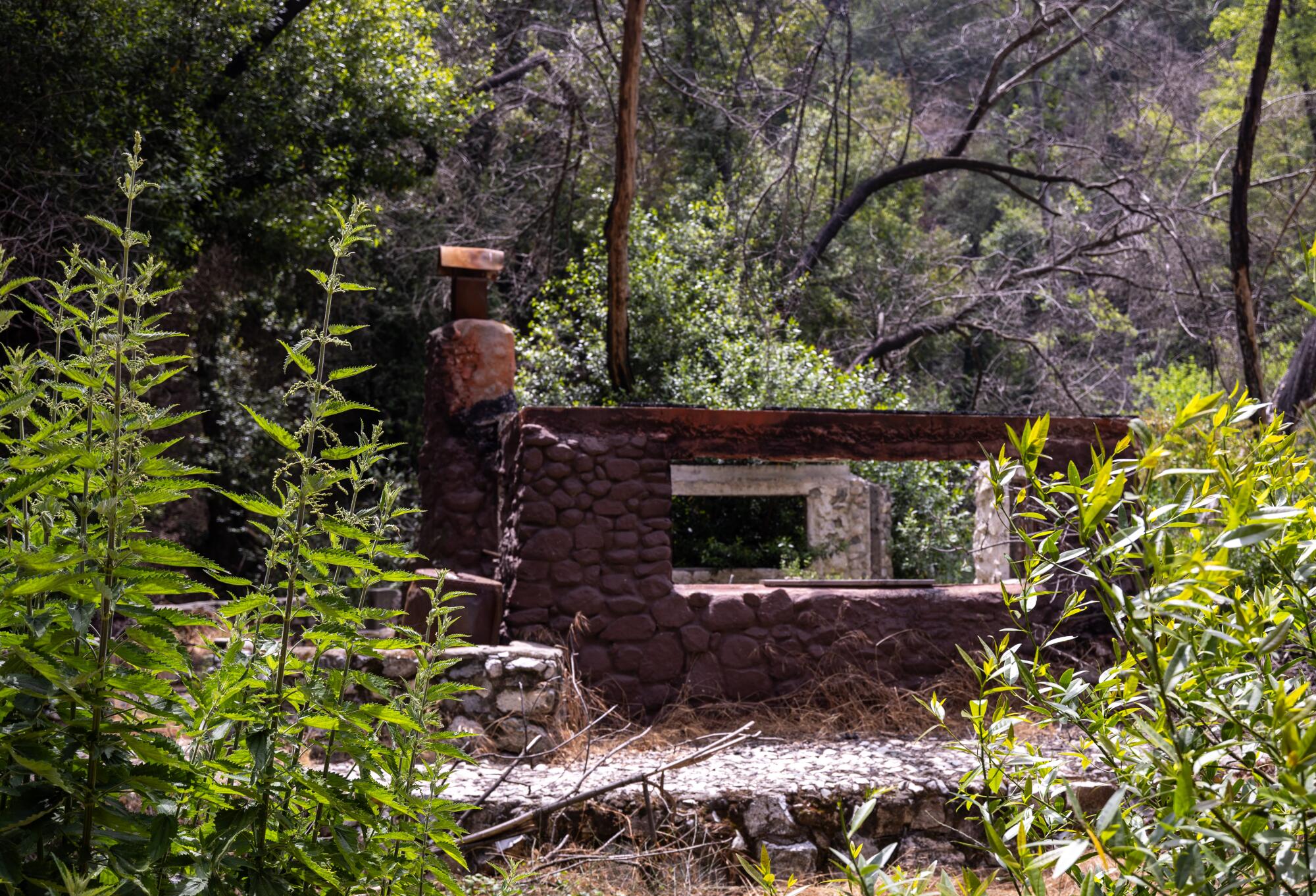Une structure de cabane, brûlée par l'incendie Bobcat de 2020, se dresse au milieu de la végétation et des arbres.