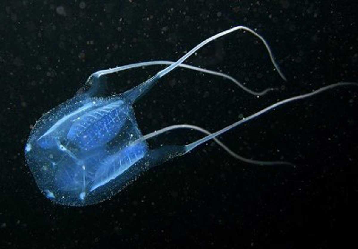 Cuboméduse