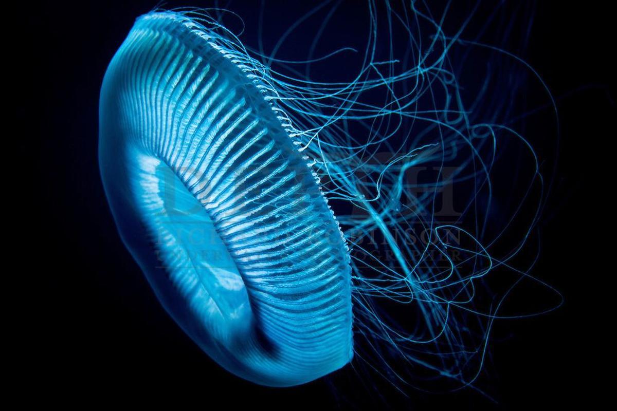 aequorea forscalée