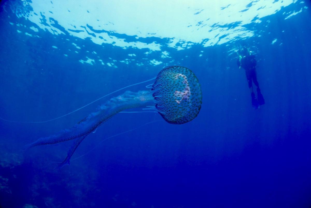 pélagia noctiluca