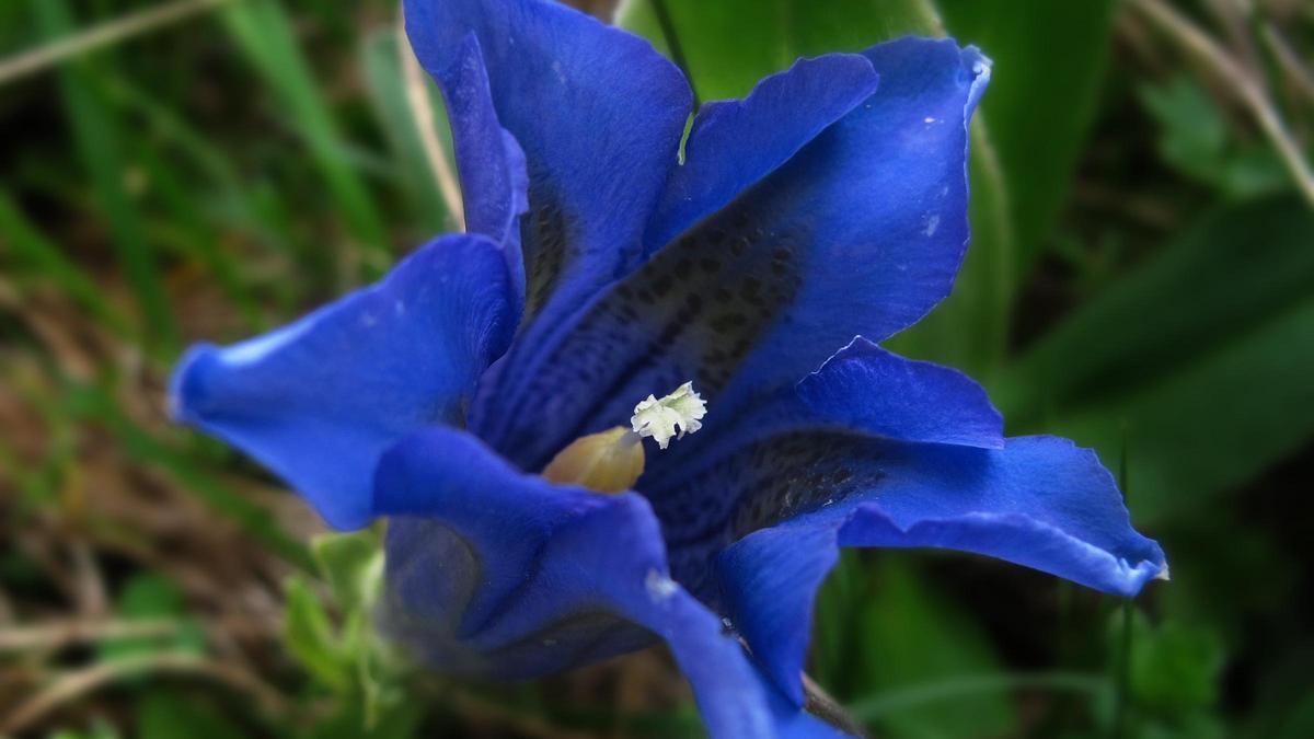 Genciana bleu ou pyrénéenne.