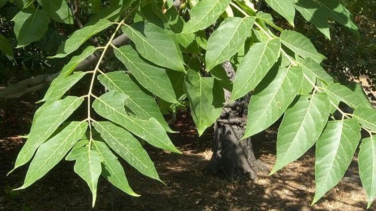 Arbre ailé.