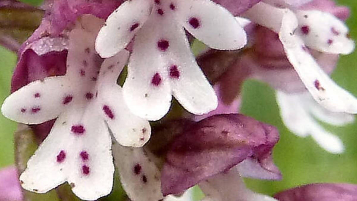 Orquídea quemada (Orchis ustulata), une des variétés d'orquídeas qui peuplent la montagne de Montserrat.