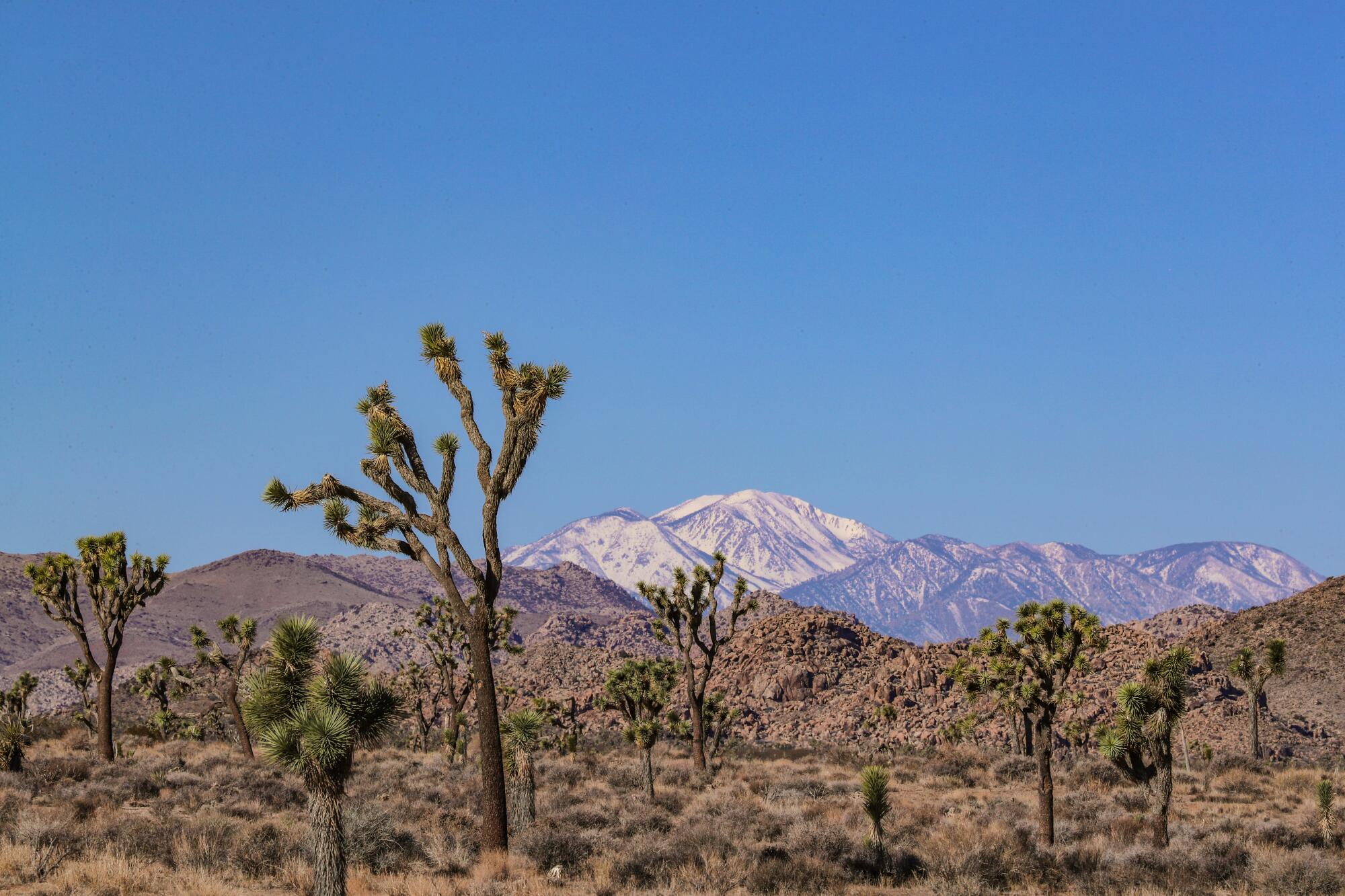 Les arbres de Josué remplissent un paysage désertique tandis qu'une montagne enneigée s'élève au loin.