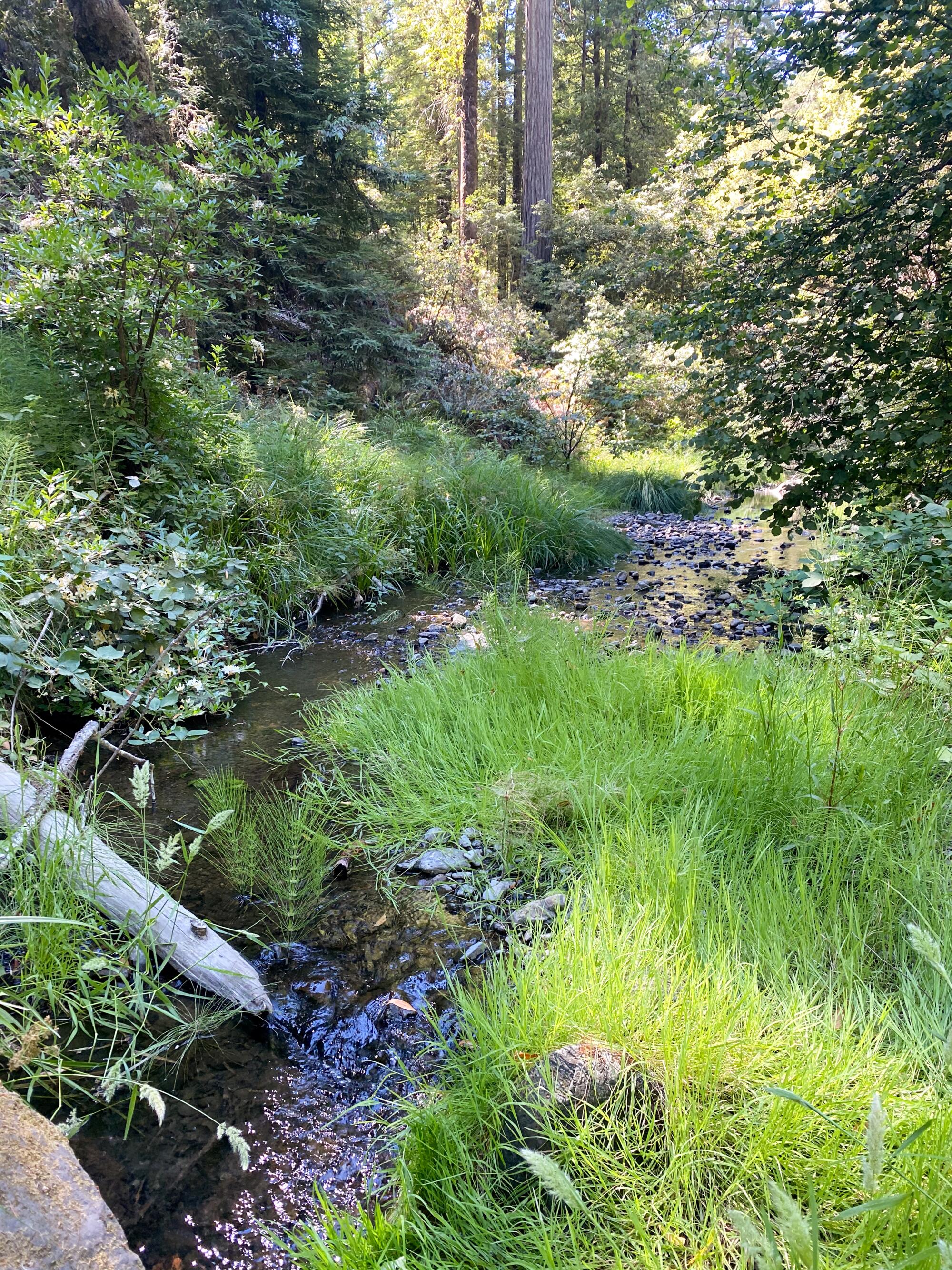 Une petite quantité d'eau a coulé dans Mill Creek, un affluent de la rivière Russian, pendant la sécheresse de juin 2021.