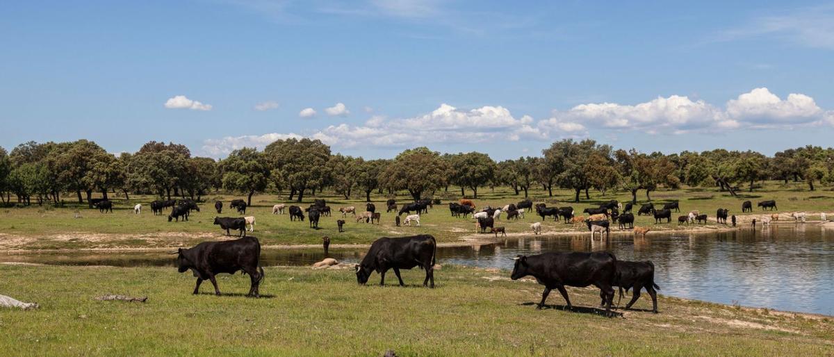 Toros dans une dehesa de Cáceres.