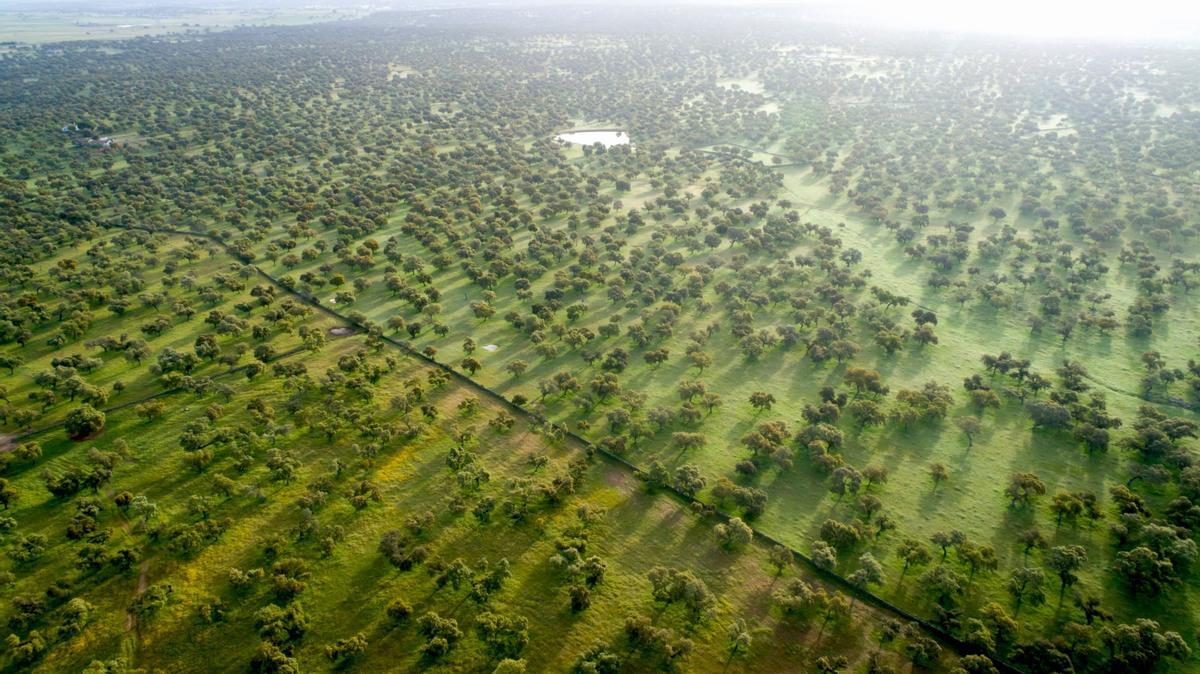 La Dehesa de Los Pedroches, à Cordoue, est la plus grande du monde avec plus de 360 000 hectares d'extension.