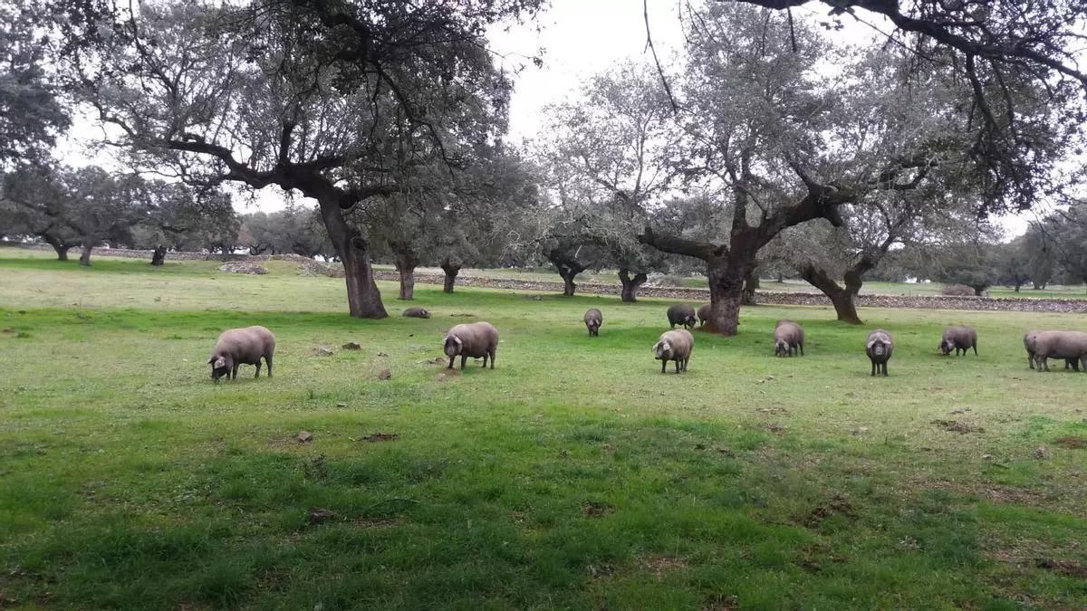 Cerdos ibéricos dans une dehesa extremeña.