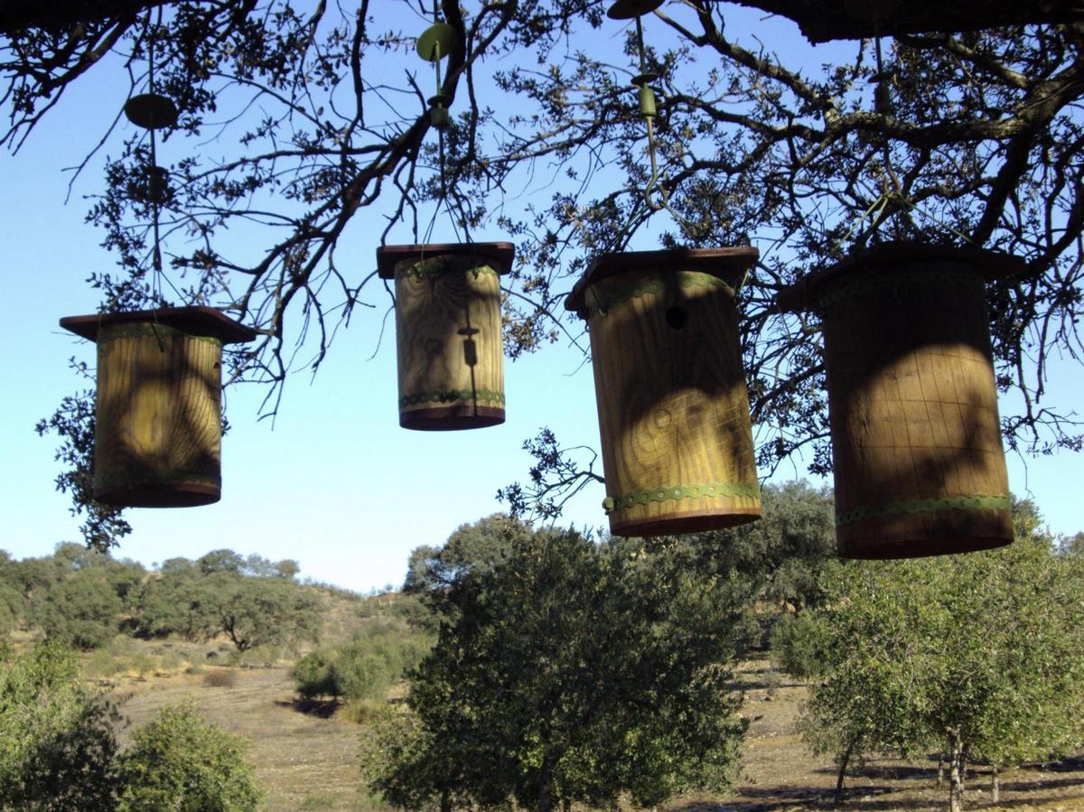 Cajas nido para aves dans une dehesa d'Andalousie.