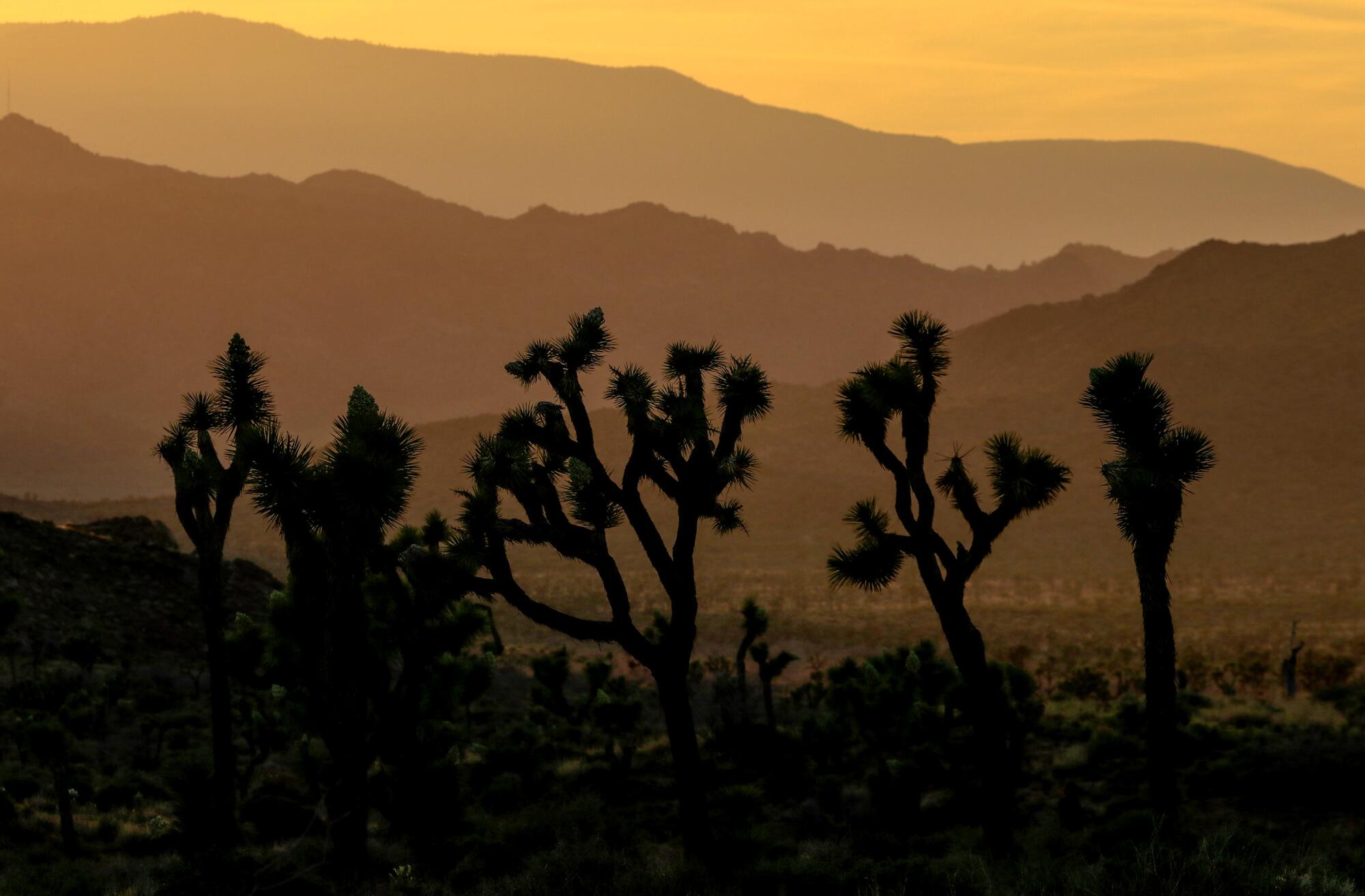 Un peuplement d'arbres de Josué forme une silhouette unique contre les couleurs du coucher de soleil