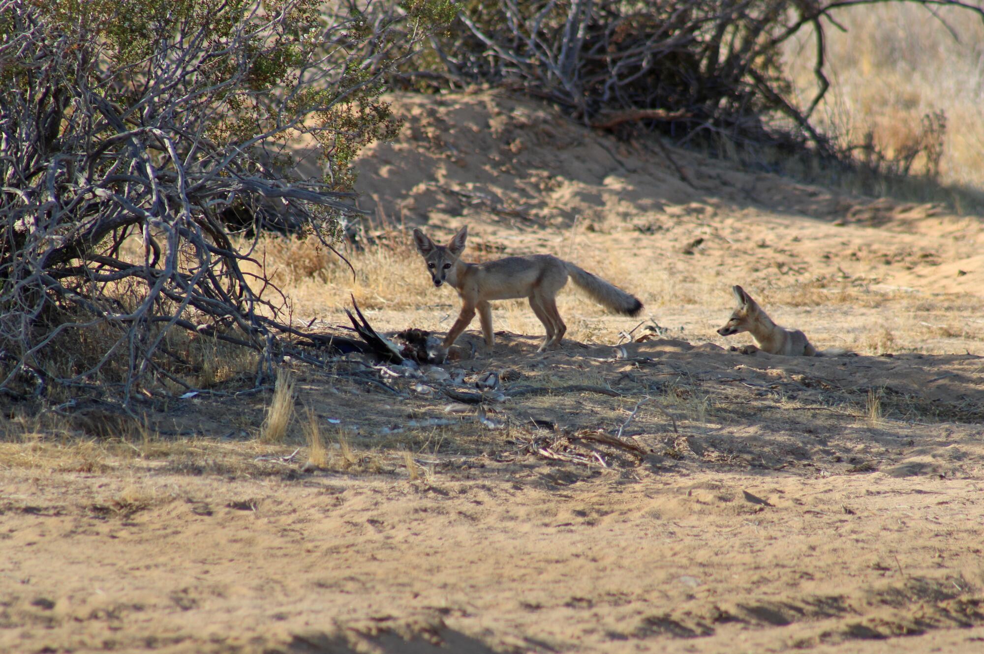 Deux renards nains sont aperçus dans le désert. 