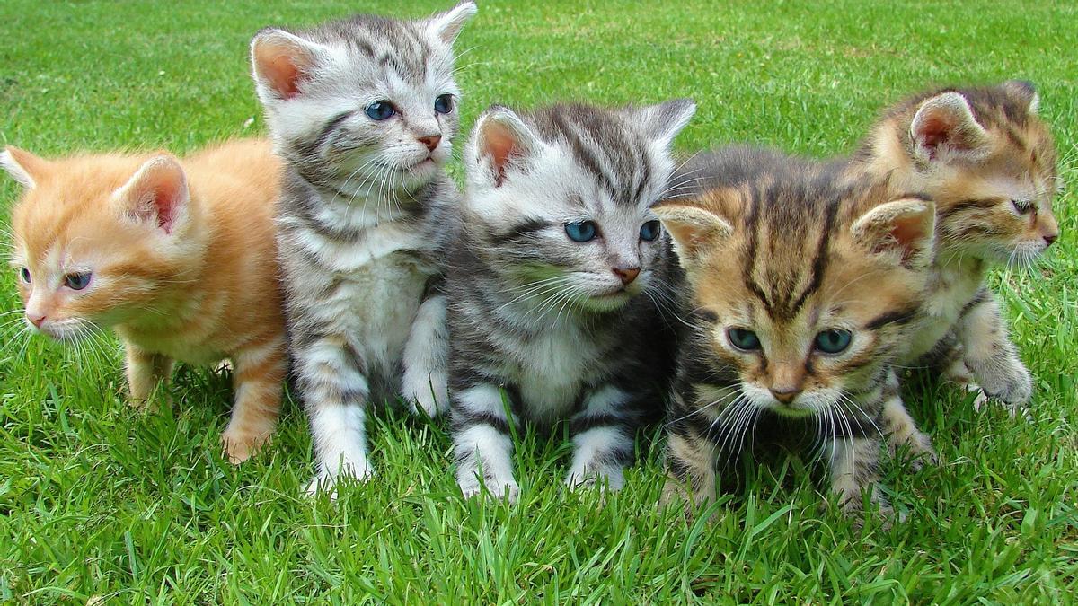 Cinq chats.