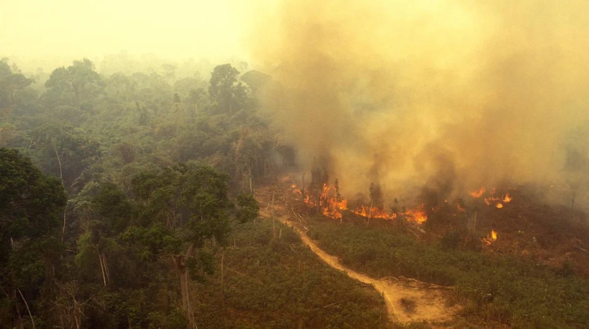 Incendie en Amazonie brésilienne