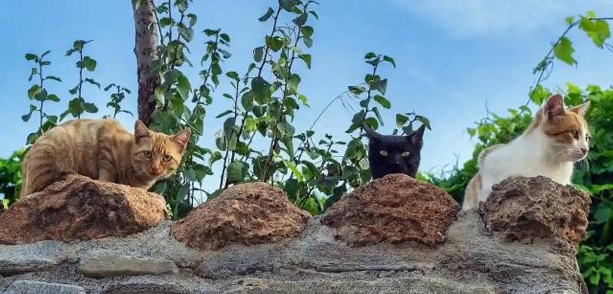 Les tombes impactent les colonies de chats sur la faune des Baléares et des Canaries.