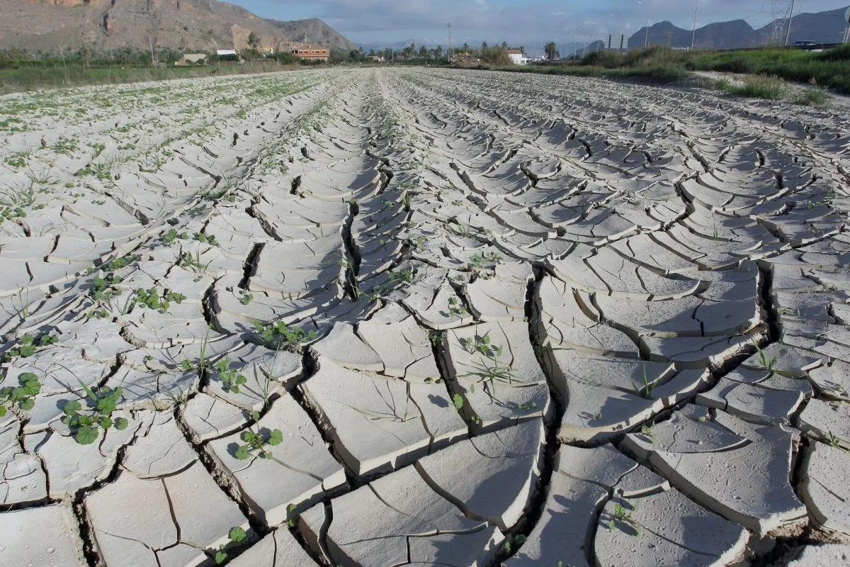 Campos de Orihuela est affecté par la sequía.