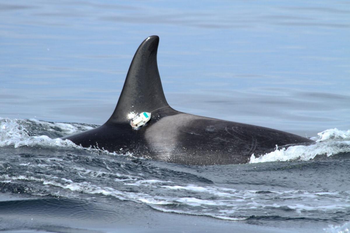 Orca provista avec un écolocalisateur