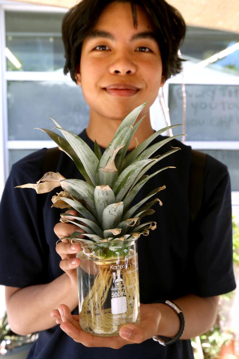 Un étudiant tient une tige d'ananas dans un bocal.