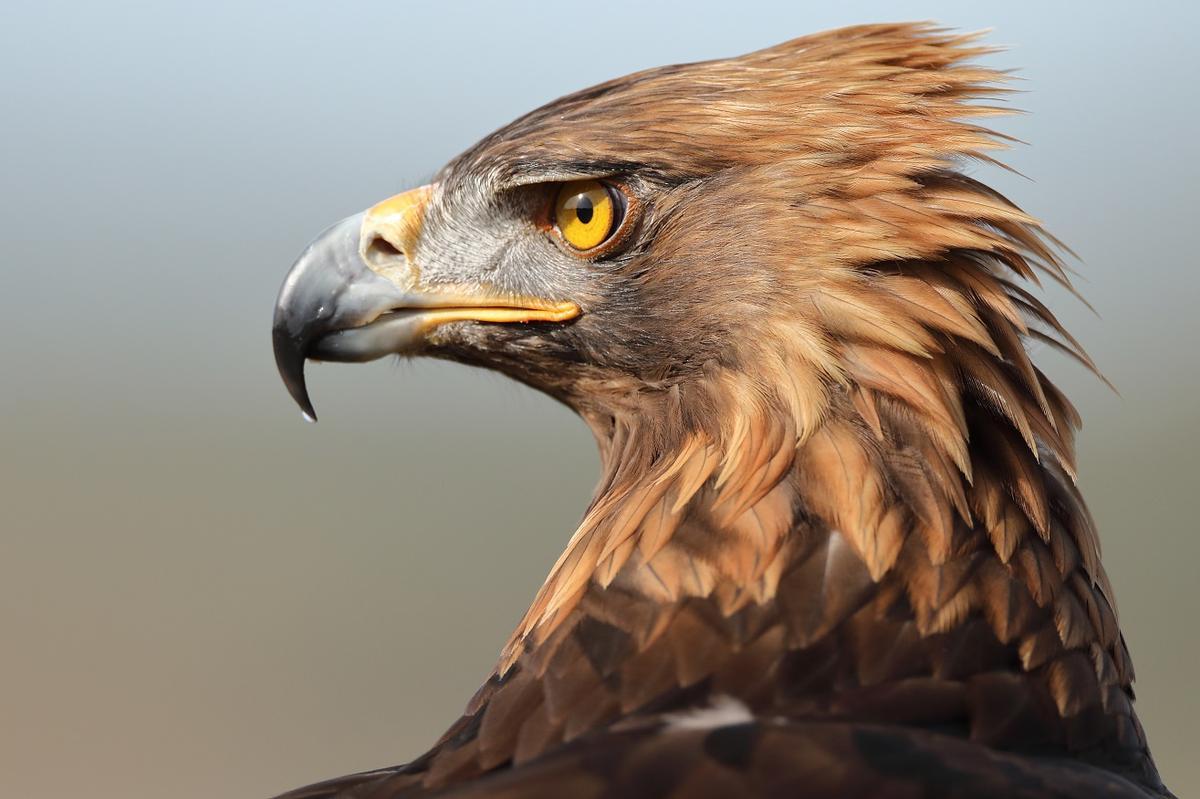 Aguila Imperial, en phase de récupération