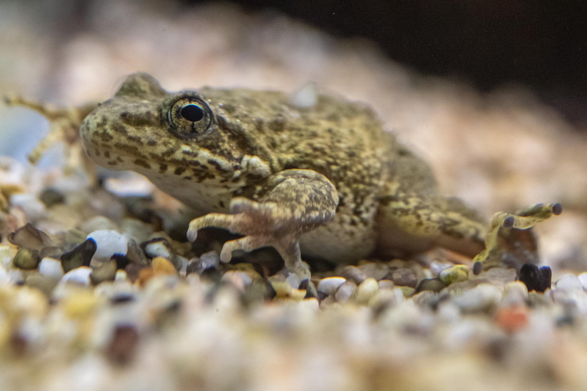 Une grenouille se repose sur le fond rocheux d'un aquarium.