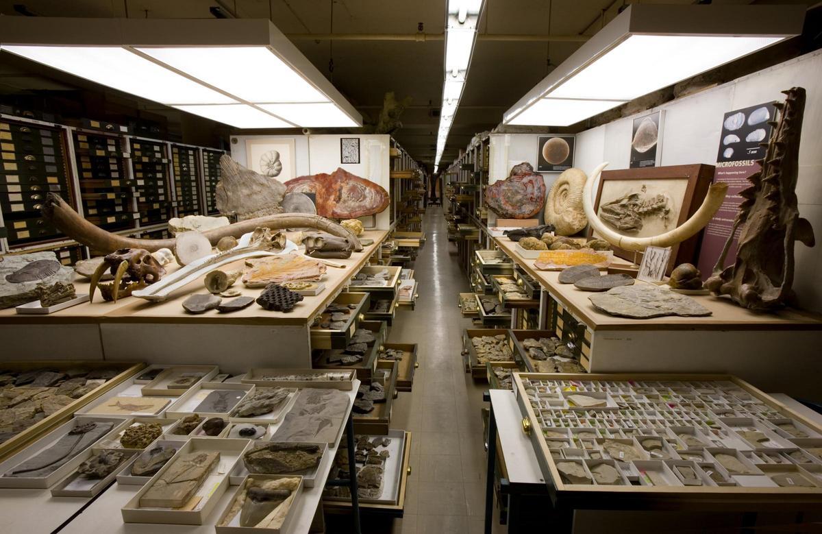 Fósiles dans la collection de recherche du Musée national d'histoire naturelle de l'Instituto Smithsoniano.