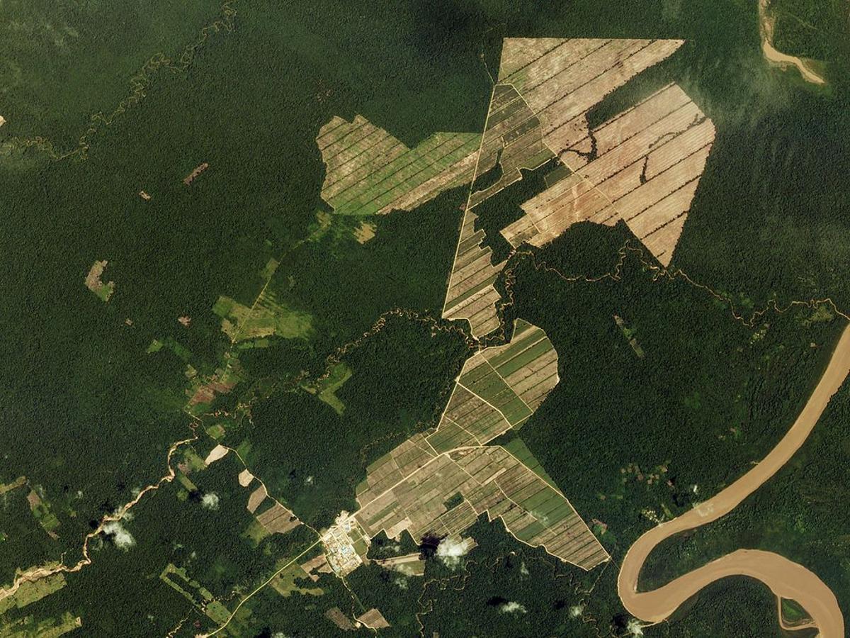 Déforestation dans la forêt bolivienne