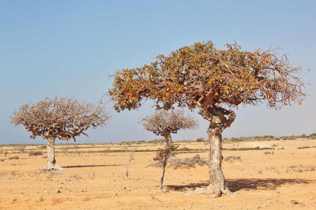L'arbre du miroir, parent d'aujourd'hui découvert