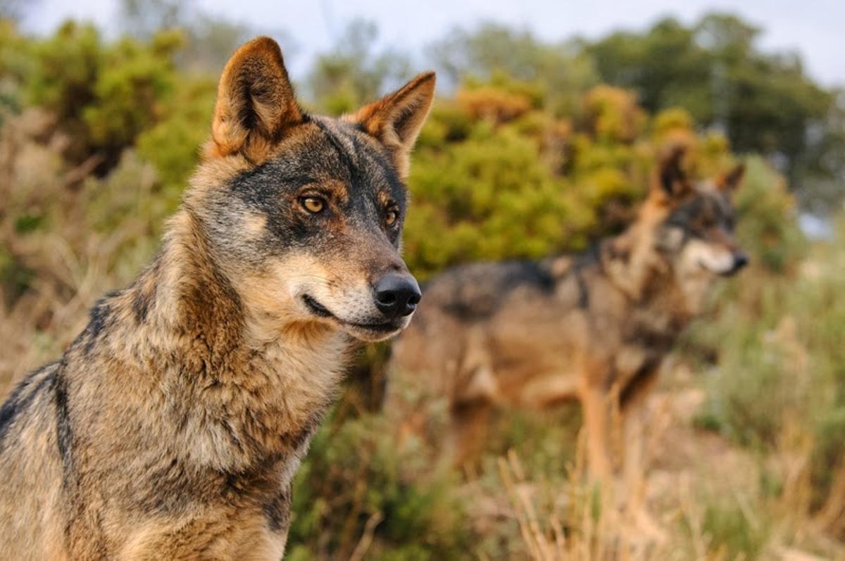 Exemple de loup ibérique