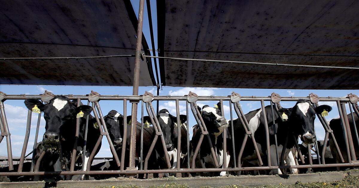 Les épidémies de grippe aviaire augmentent parmi les troupeaux laitiers de Californie