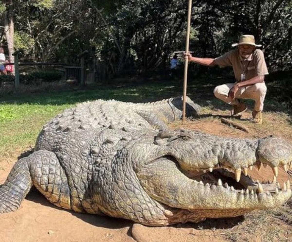 Une image de Henry dans le zoologique sud-africain où elle vit