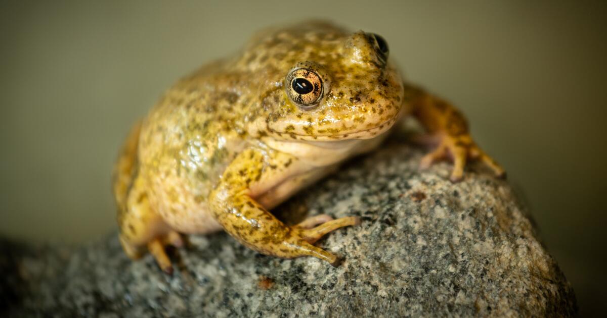 Des grenouilles en voie de disparition menacées par les feux de forêt en Californie