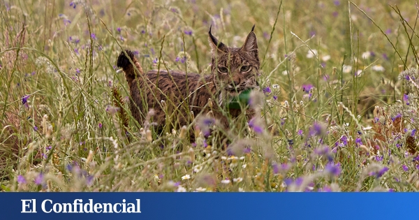 Deux lynx ibériques meurent après avoir été écrasés à Villamanrique (Séville) et Arquillos (Jaén)