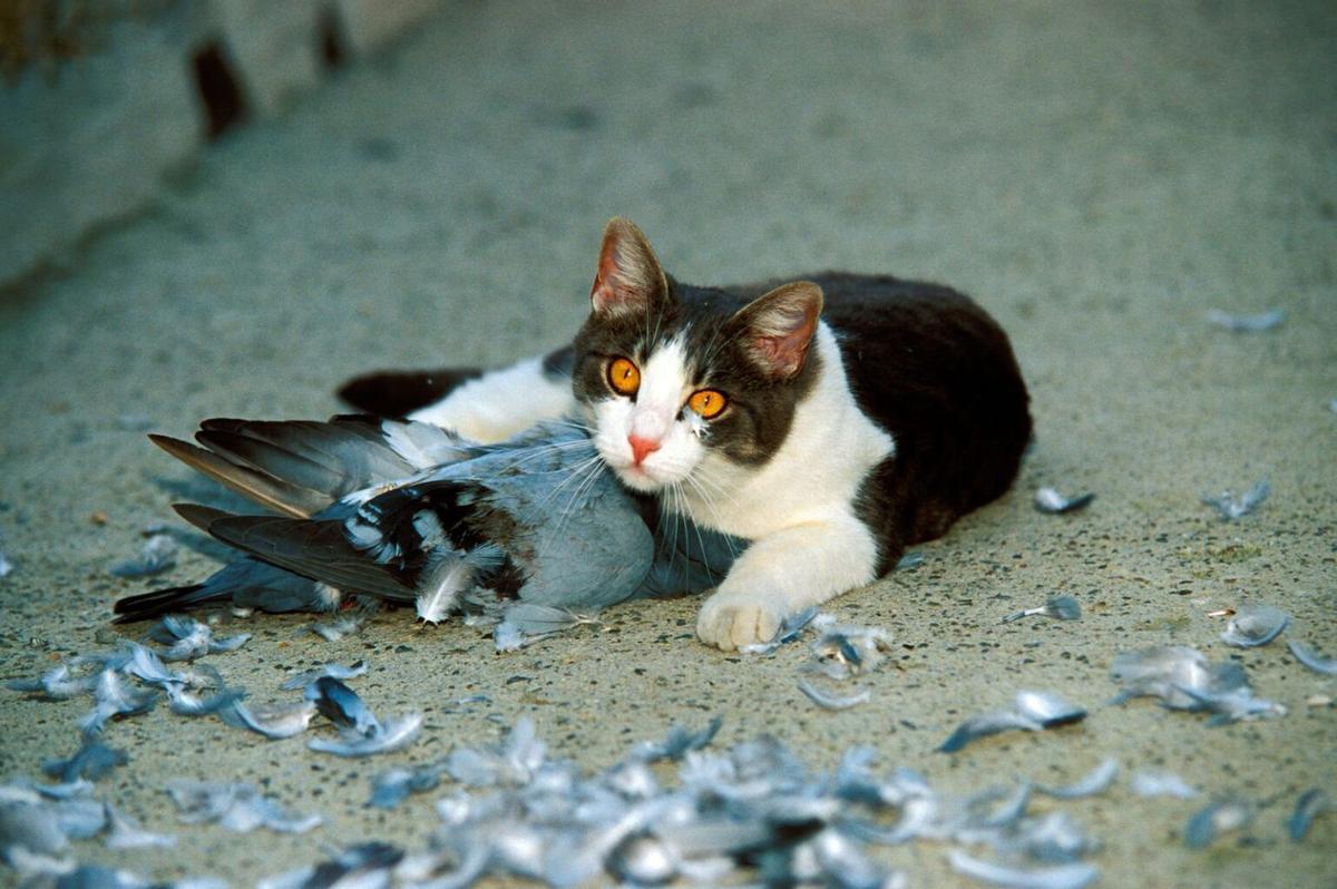 Un chat dévorant un ave