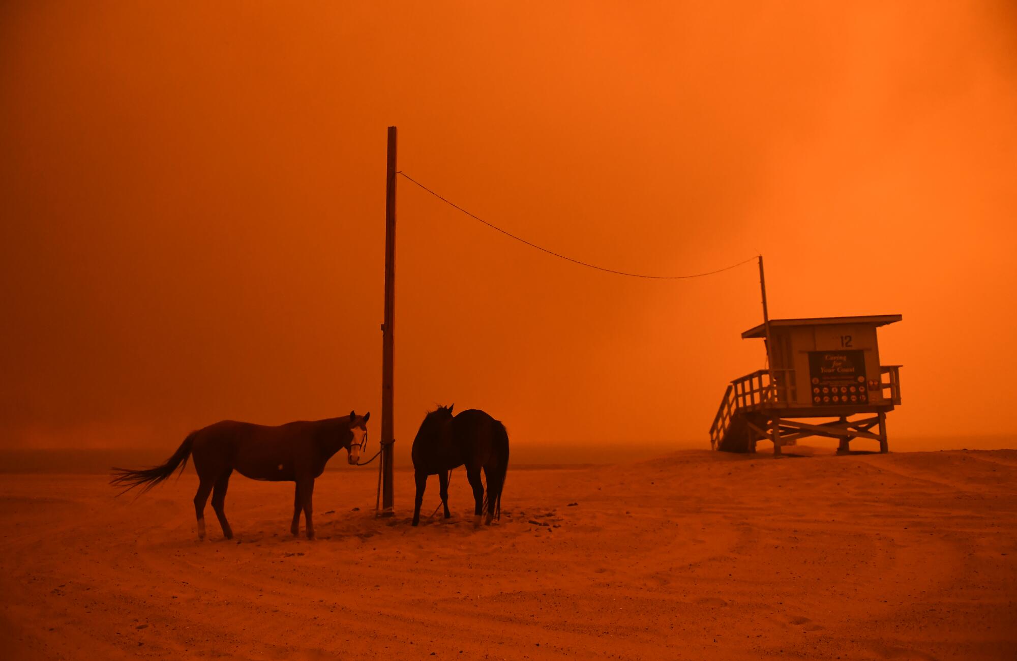 Des chevaux sont attachés à un poteau près d'un poste de secours sur une plage éclairée par la lueur orange d'un feu.